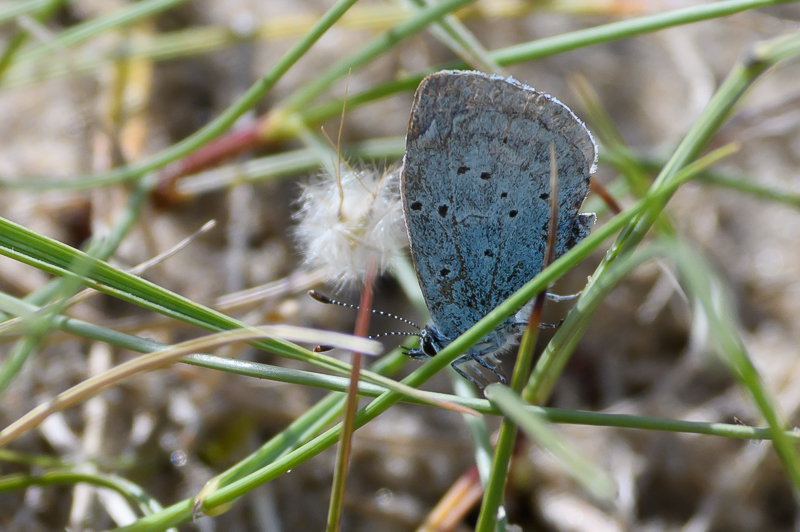 Holly Blue